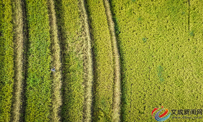 ʮһ����in�ĳɣ��L(f��ng)����������ɫ����ӭ��(l��i)����^(gu��n)�p��