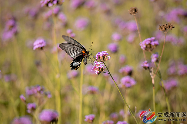 ���w�ƽ��ϣ��c�R�޲ݻ�����������