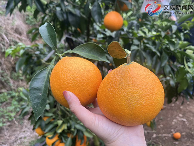 �t������������ ���i�ﶬ��ζ